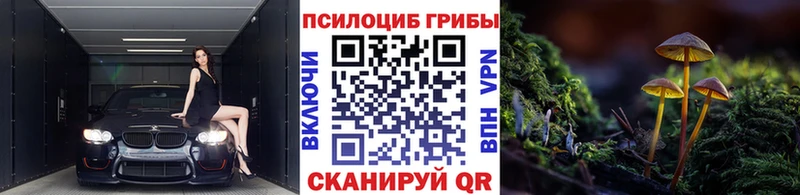 закладки Чулым Псилоцибиновые грибы MAGIC MUSHROOMS